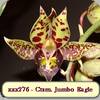Ctsm. Jumbo Eagle